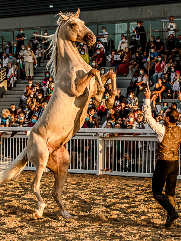 Dressage chevaux