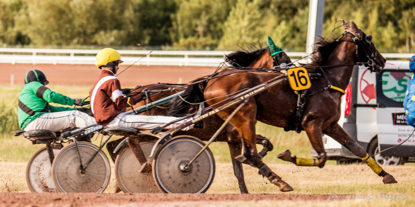 trot attelé