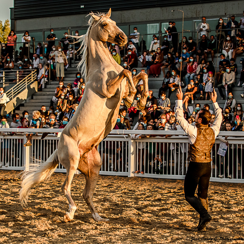 Dressage chevaux